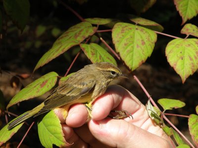 Warbler Palm yellow ESVA 10-11 i.JPG