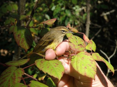 Warbler Palm yellow ESVA 10-11 j.JPG