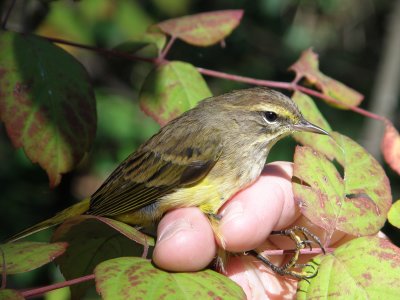 Warbler Palm yellow ESVA 10-11 l.JPG