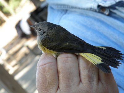 Warbler Redstart ESVA 10-11 b.JPG