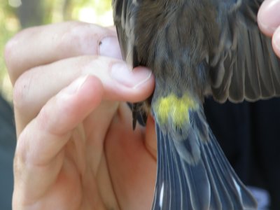 warbler Yellow Rumped ESVA 10-11 a.JPG
