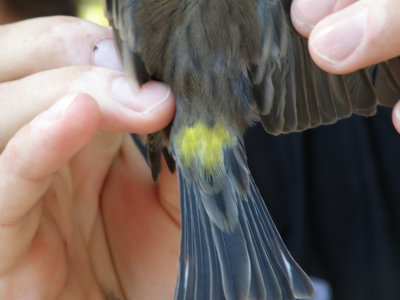warbler Yellow Rumped ESVA 10-11 b.JPG