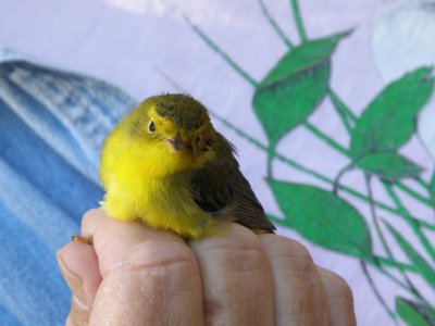 Warbler Wilsons ESVA 10-11 b.JPG