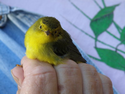 Warbler Wilsons ESVA 10-11 c.JPG