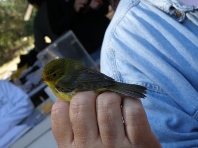 Warbler Wilsons ESVA 10-11 d.JPG