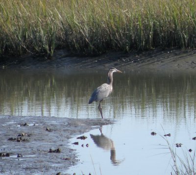 Heron GtBl ESVA 10-11 f.JPG