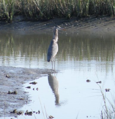 Heron GtBl ESVA 10-11 g.JPG