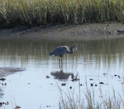 Heron GtBl ESVA 10-11 i.JPG