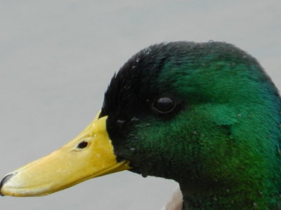 Duck Mallard 121711 HamVA b.JPG