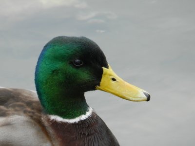 Duck Mallard 121711 HamVA a.JPG