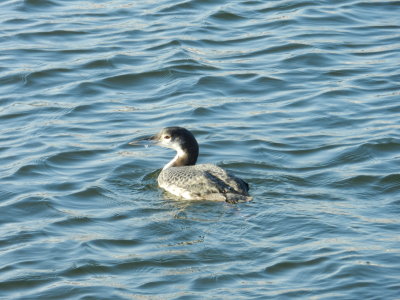 Loon Common 121711 HamVA b.JPG