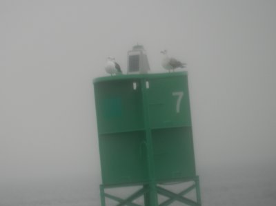 CBBT- gulls in the Fog.JPG