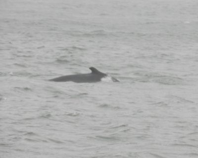 Whale Humpback CB Jan 12 a.JPG