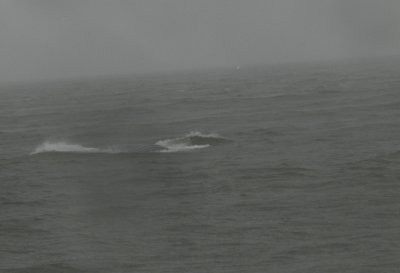 Whale Humpback CB Jan 12 d.JPG