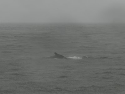 Whale Humpback CB Jan 12 g.JPG