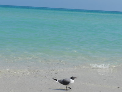 Gull Laughing Miami B April 12 c.JPG