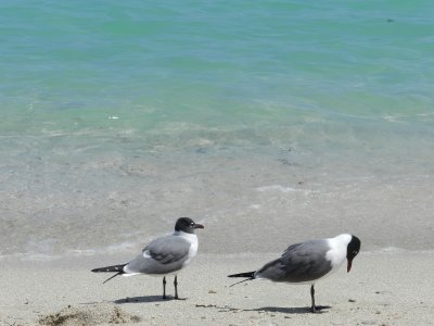 Gull Laughing Miami B April 12 d.JPG