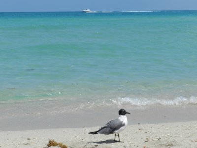 Gull Laughing Miami B April 12 f.JPG