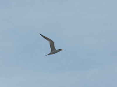 Tern Royal HamBC 0512.JPG