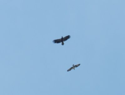 Eagle and Osprey OBX 2012 a.jpg