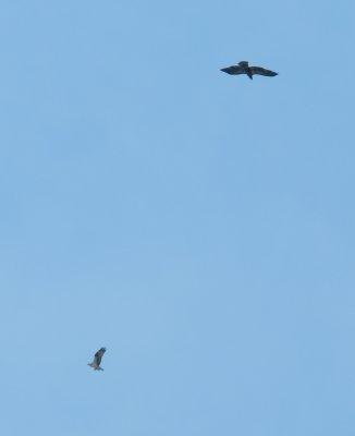 Eagle and Osprey OBX 2012 b.jpg