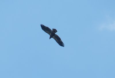 Eagle OBX 2012 a.jpg