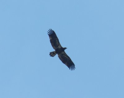 Eagle OBX 2012 c.jpg