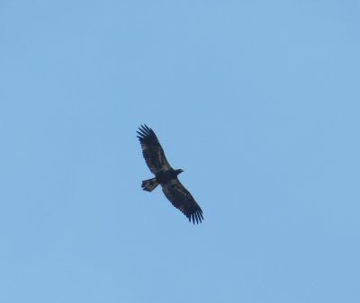 Eagle OBX 2012 b.jpg