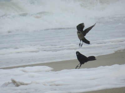 Grackle Boat Tailed OBX 2012 1.jpg