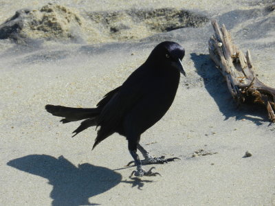 Grackle Boat Tailed OBX 2012 a.jpg