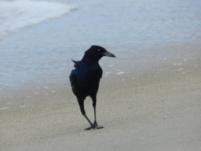 Grackle Boat Tailed OBX 2012 b.jpg