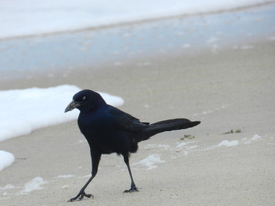 Grackle Boat Tailed OBX 2012 c.jpg