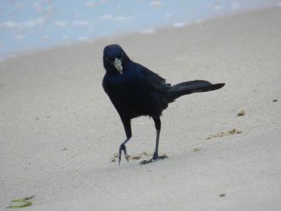 Grackle Boat Tailed OBX 2012 d.jpg