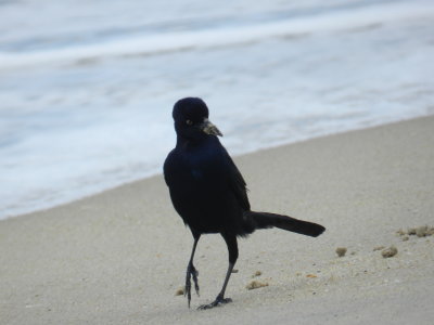 Grackle Boat Tailed OBX 2012 e.jpg