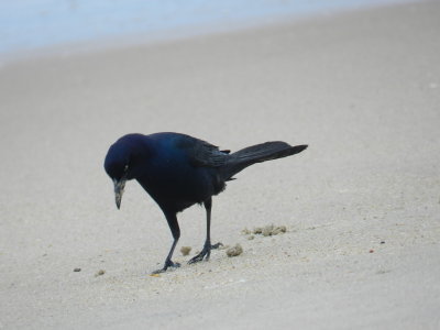 Grackle Boat Tailed OBX 2012 f.jpg