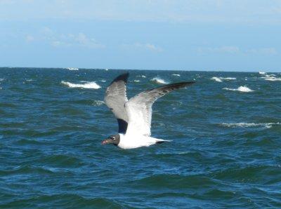 Gull Laughing OBX 2012 3.jpg