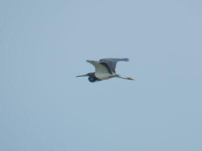Heron Tricolored OBX 2012 a.jpg