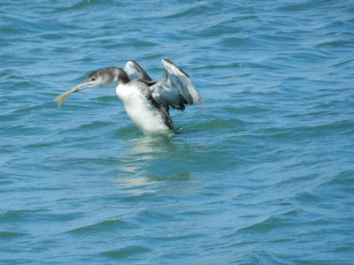 Loon Common OBX 2012 a.JPG