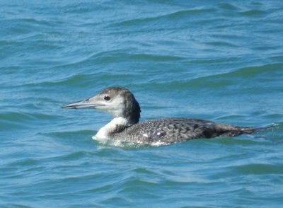 Loon Common OBX 2012 h.JPG