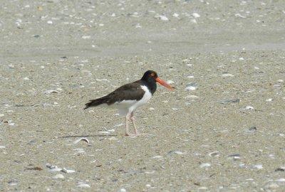 Oystercatcher OBX 2012 b.jpg