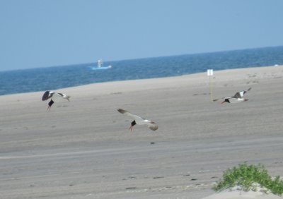 Oystercatcher OBX 2012 in flight 2.jpg