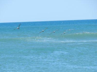 Pelican obx 2012 15.jpg