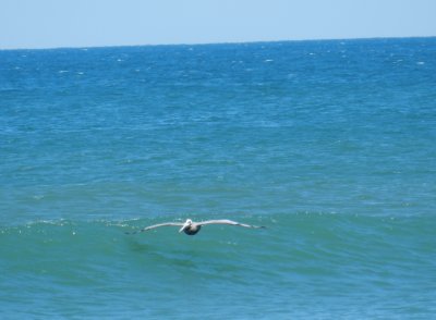 Pelican OBX 2012 10.jpg