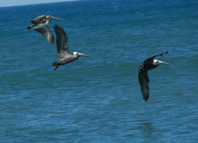 Pelicans OBX 2012 3.jpg