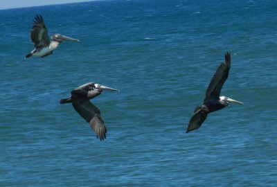 Pelicans OBX 2012 4.jpg