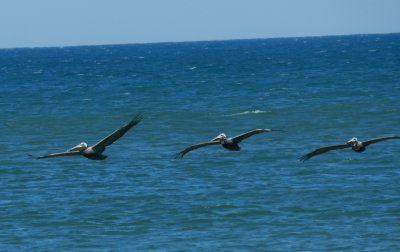 Pelicans OBX 2012 8.jpg