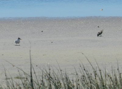 Plover and Tern OBX 2012 a.JPG