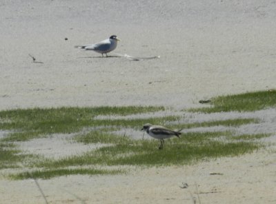 plover and tern OBX 2012 b.JPG