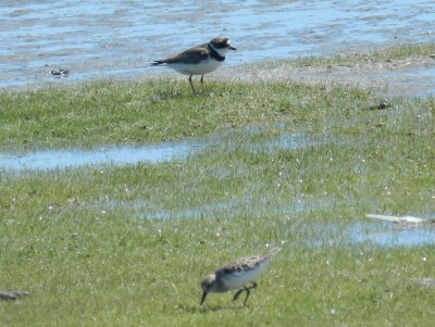 Plover Semipalmated and Sandpiper OBX 2012 a1.JPG