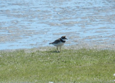 Plover SemiPalmated OBX 2012 a1.JPG